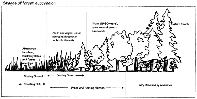 forest succession and wildlife