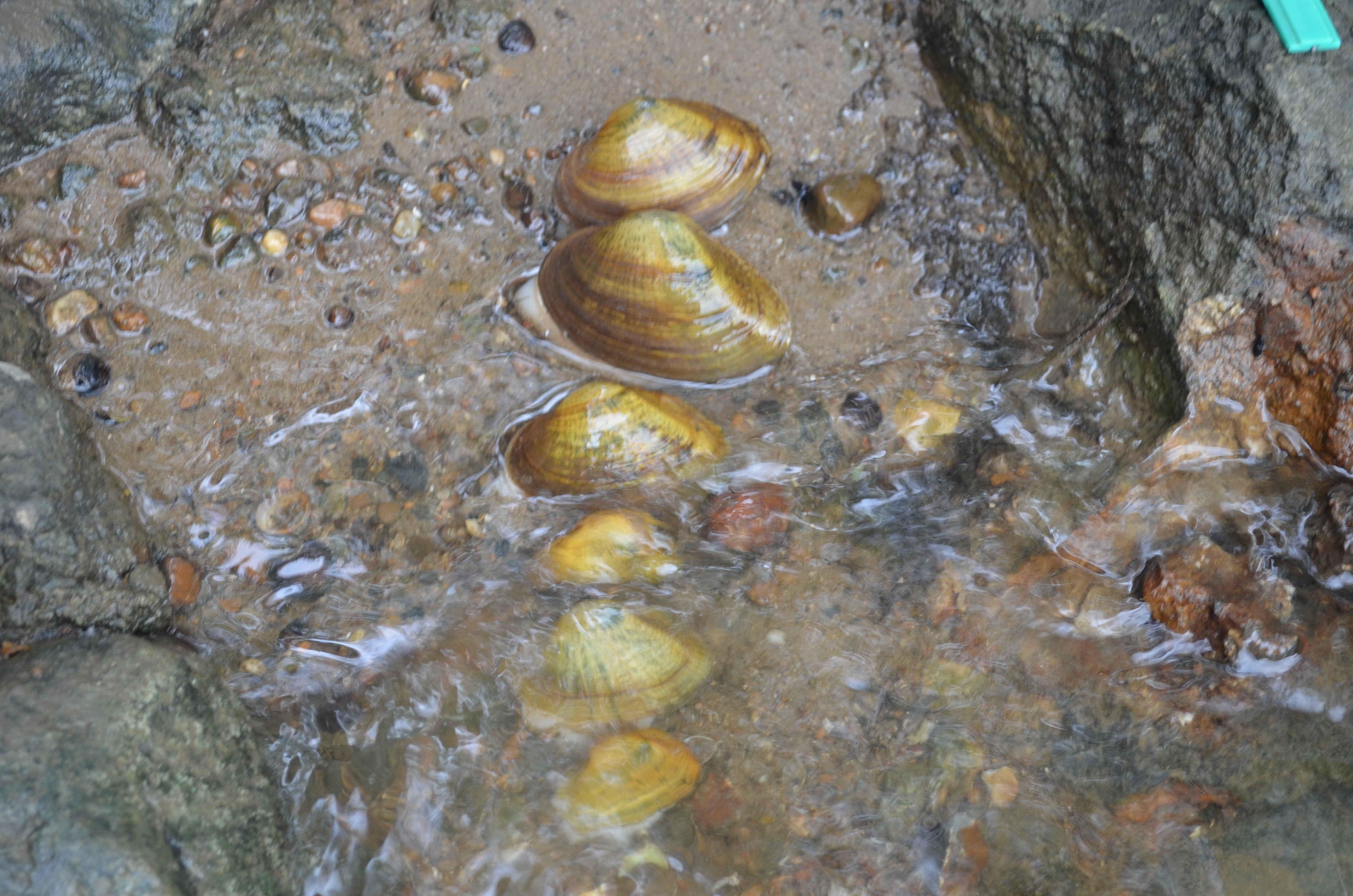 Snuffbox, a focal species