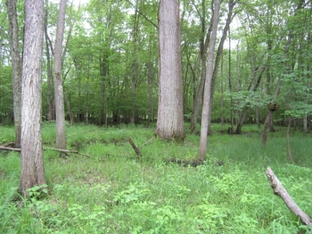 Forested Wetland habitat