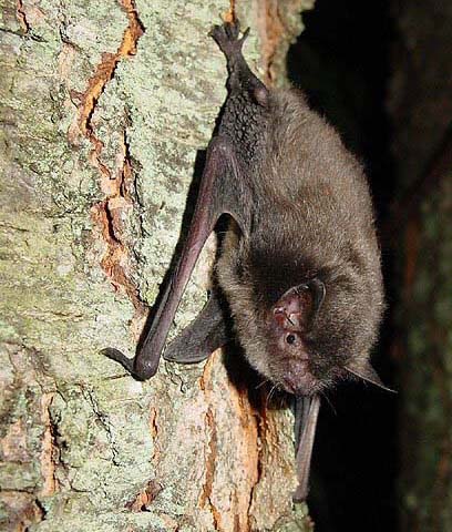 Indiana Bat, a focal species