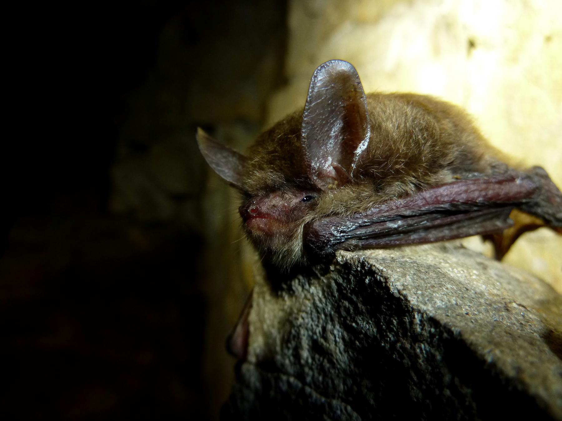 Northern Long-eared Bat showing white-nose syndrome, a focal species