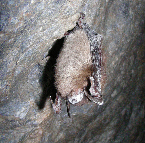 Little Brown Bat, a focal species