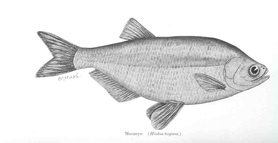 Mooneye, a focal species