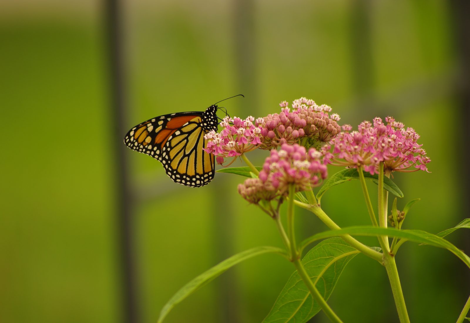 Monarch butterfly