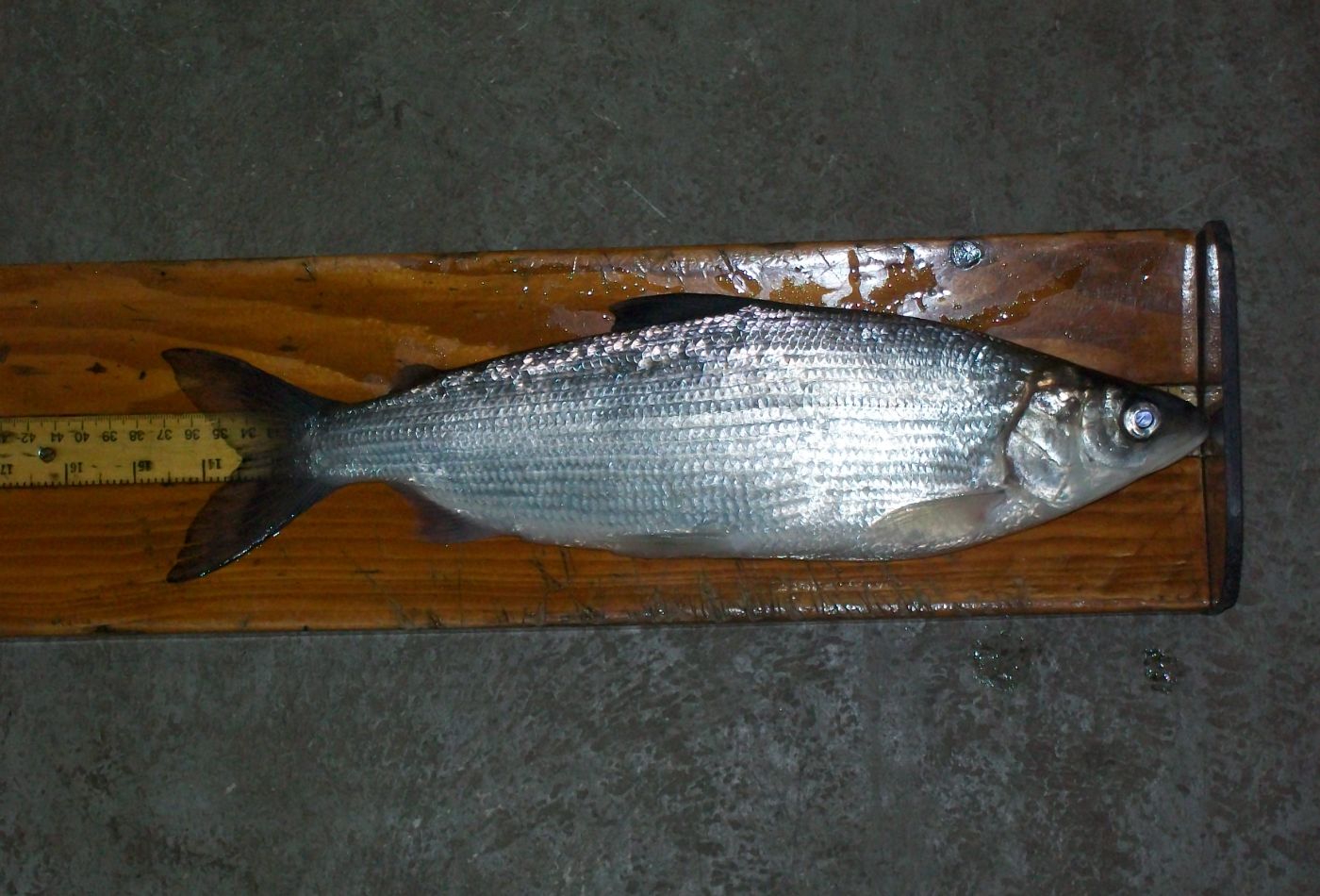 Cisco specimen