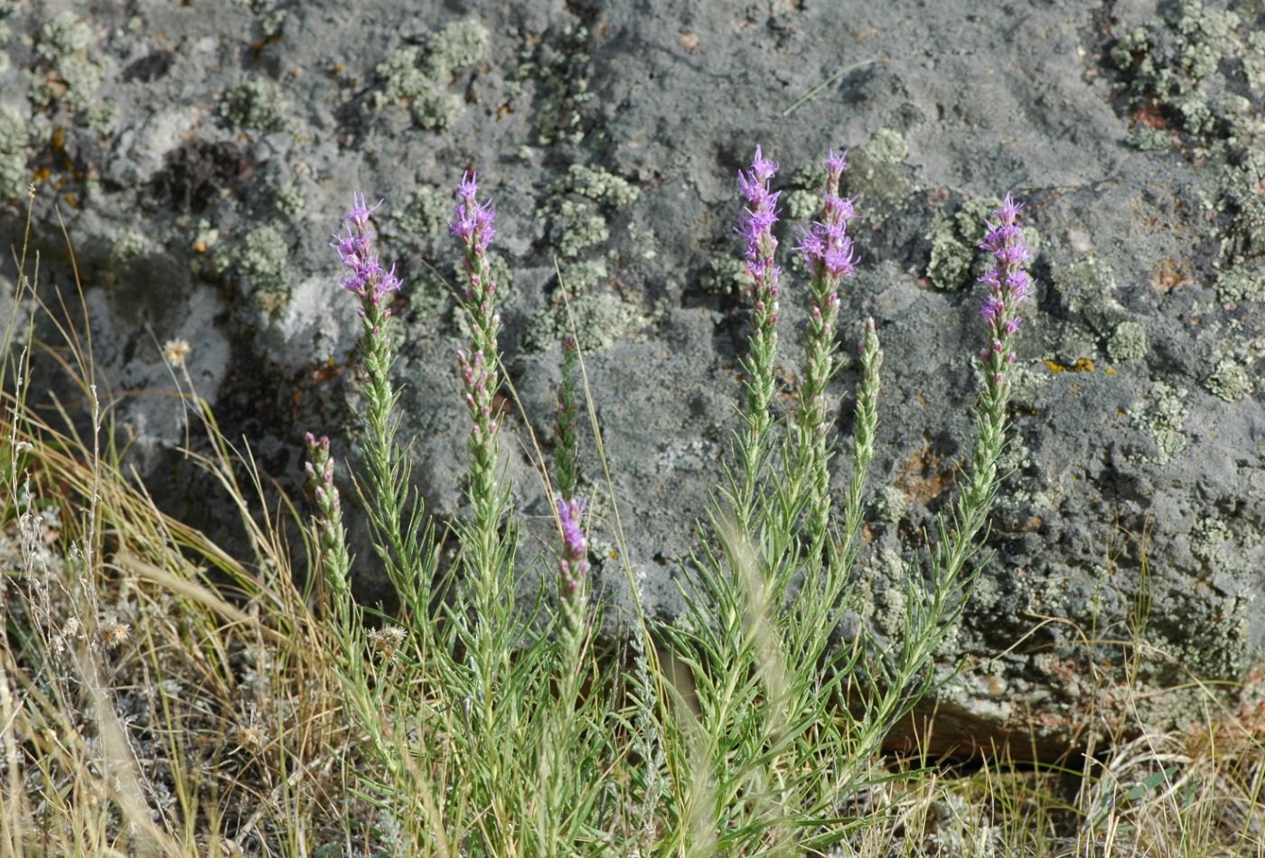Rough Blazing Star