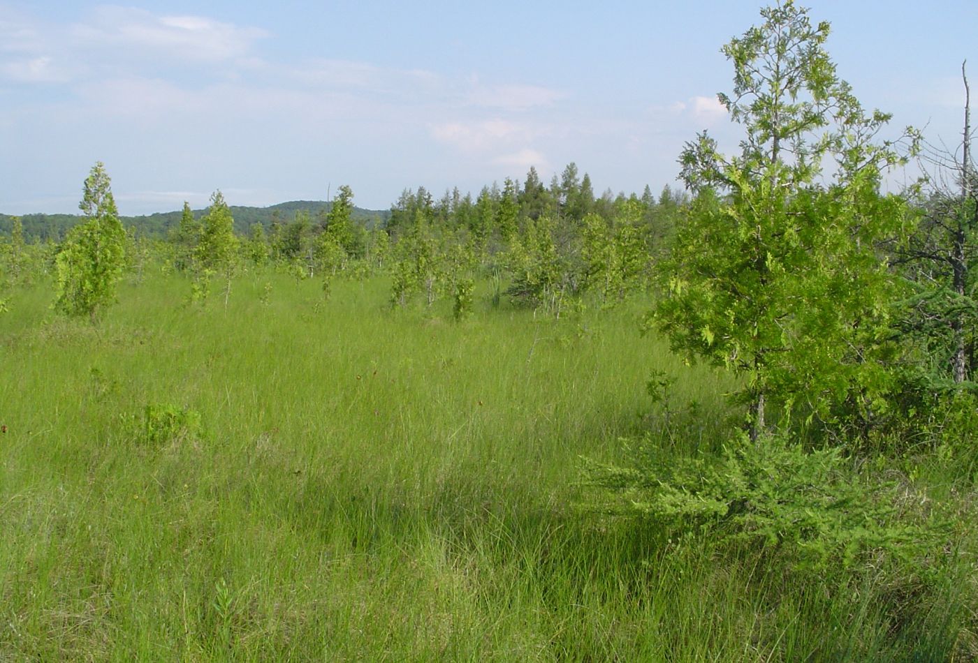 Skegemog Lake fen