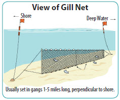 Commercial Fishing Nets and Fish Disease
