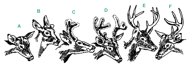 Antler Chart