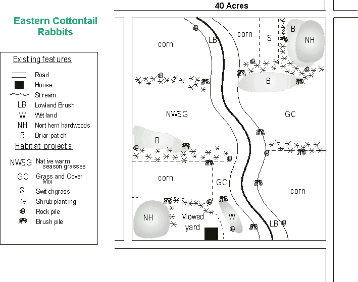 Rabbit Reproduction Chart