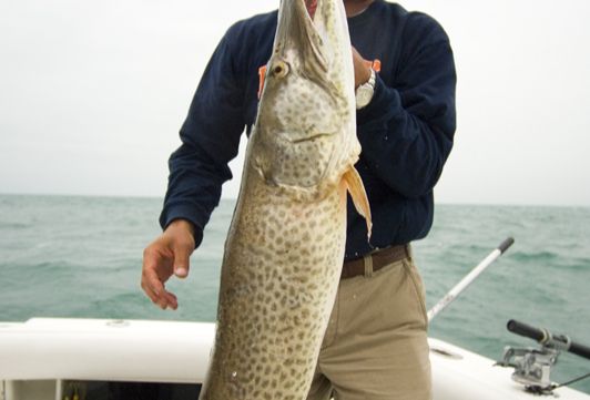 Muskellunge, a top river predator