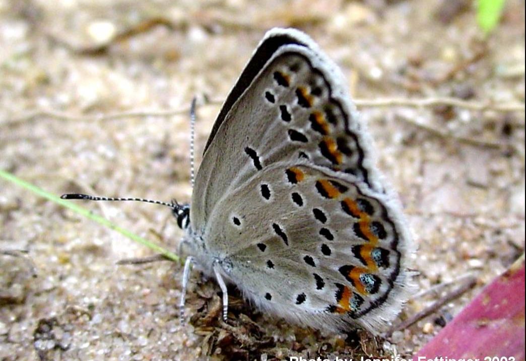Karner Blue Butterfly