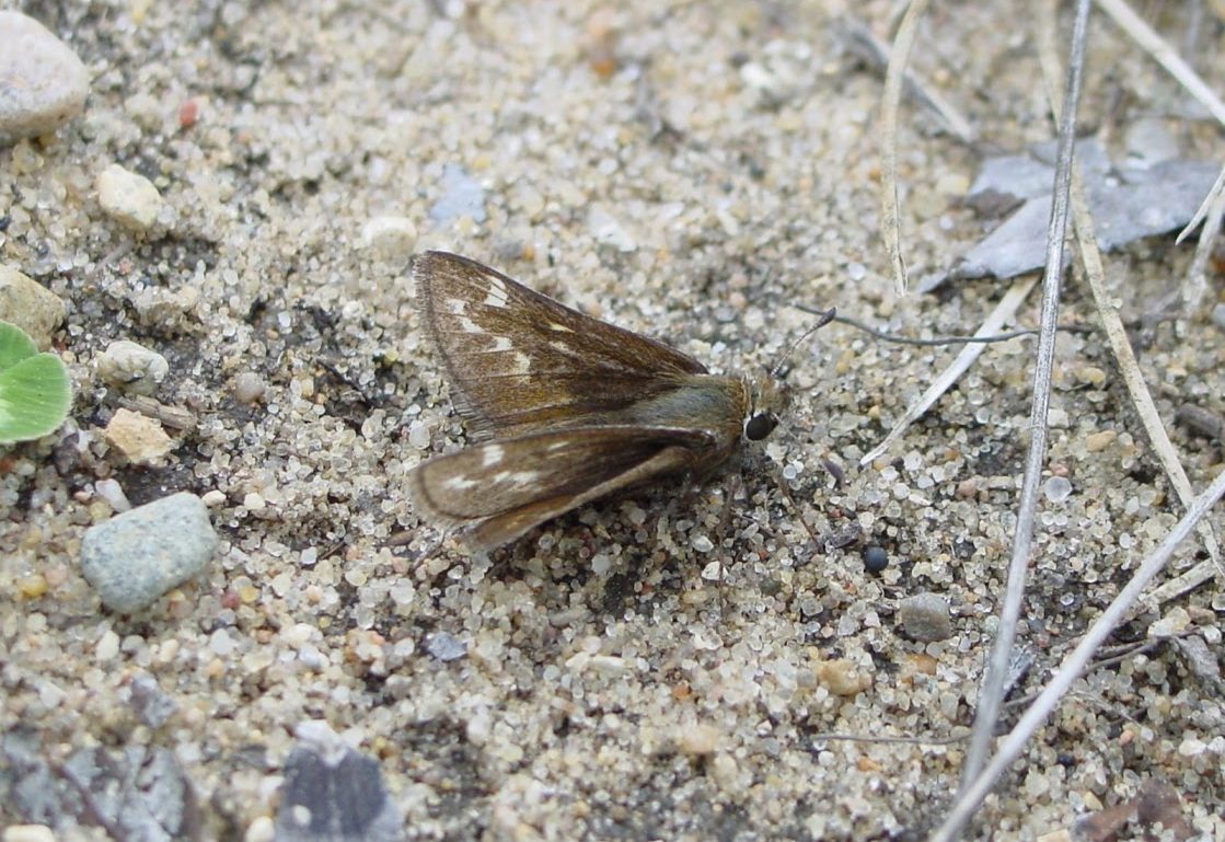 Dusted Skipper, a barrens specialist