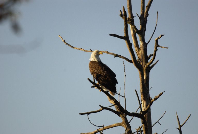 Bald Eagle