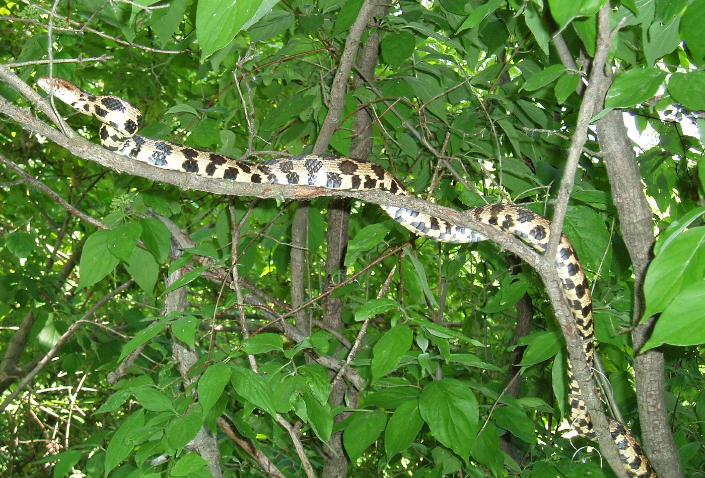Eastern Fox Snake