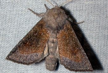 Blazing Star Borer moth