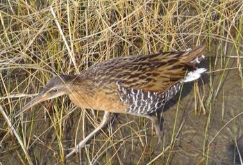King Rail